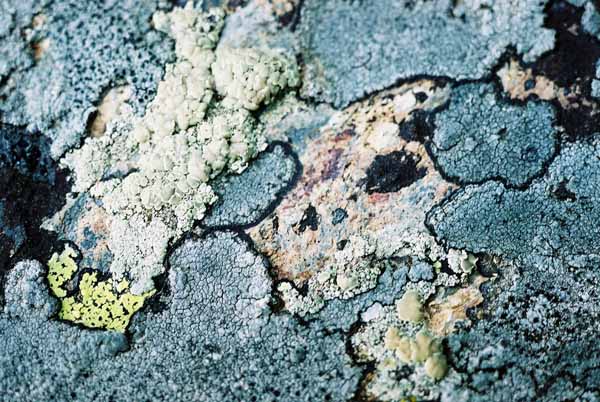 Lichen 1061