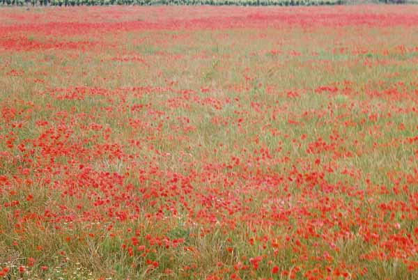 Poppy Field 1077