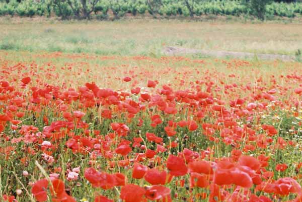 Poppy Field 1078