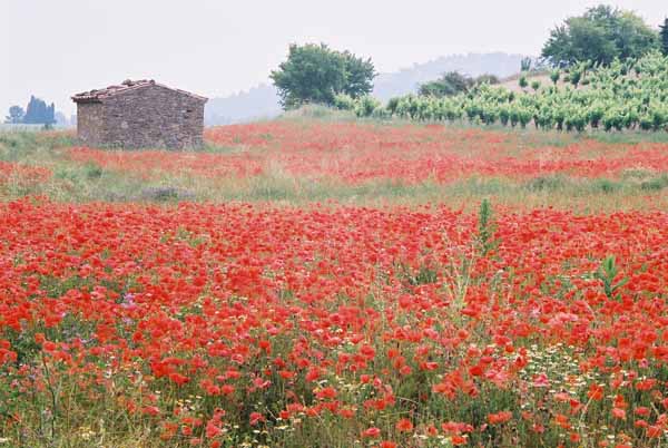 Poppy Field 1080