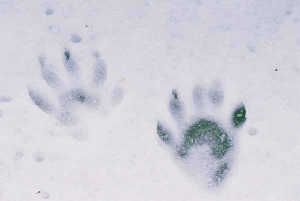 Raccoon Paw Prints 1084