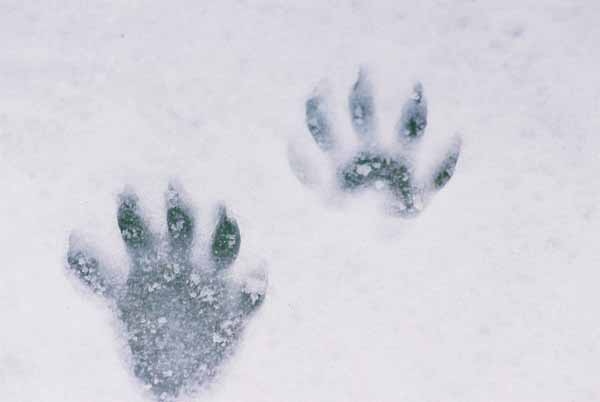 Raccoon Paw Prints 1085