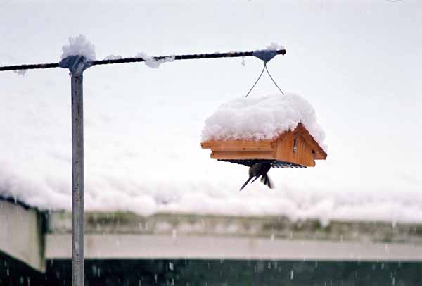 Bird Feeding 1099