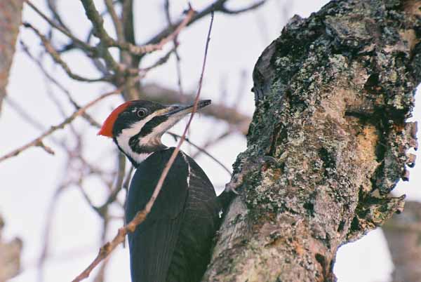 Pileated Woodpecker 1100