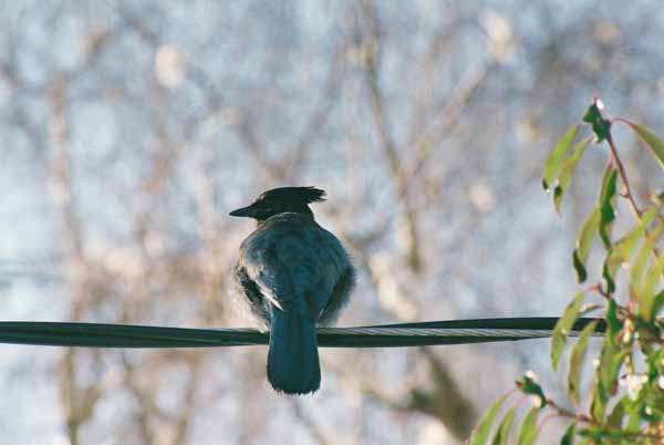 Bird on a Wire1101