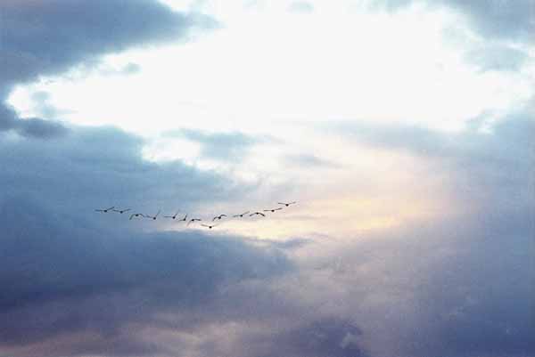 Birds at Sunset 1104