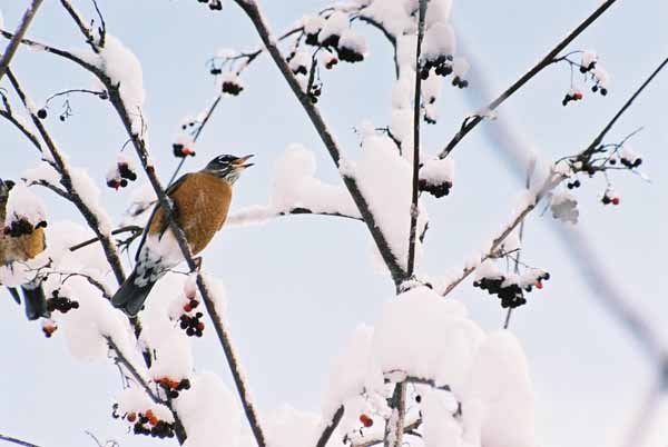 Robin and Berries 1105