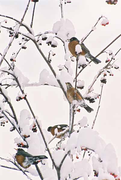 Birds and Berries 1106