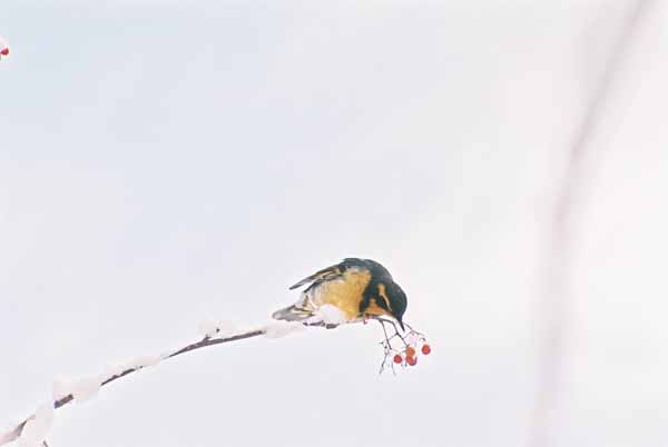 Bird and Berries 1107