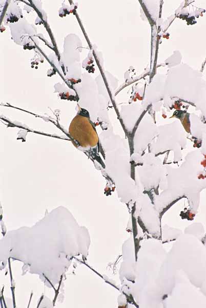 Robin and Berries 1108