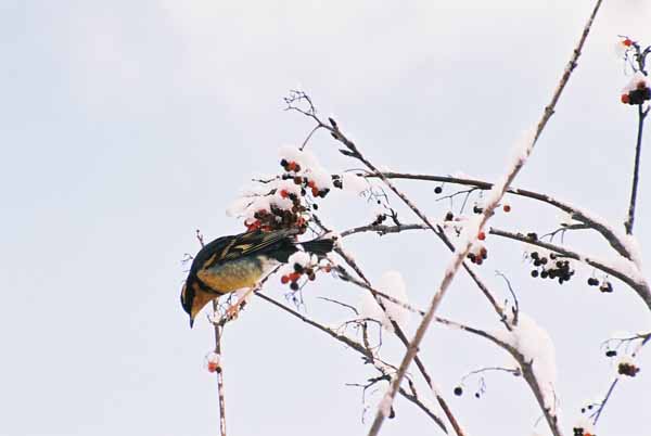 Bird and Berries 1109