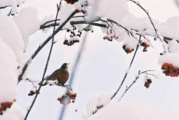 Robin and Berries 1110