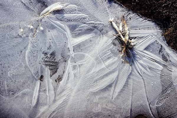 Ice Patterns 1116