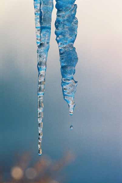 Blue Icicle 1126