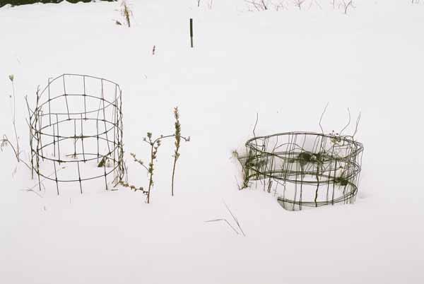 Mum's Tomato Cages 1129