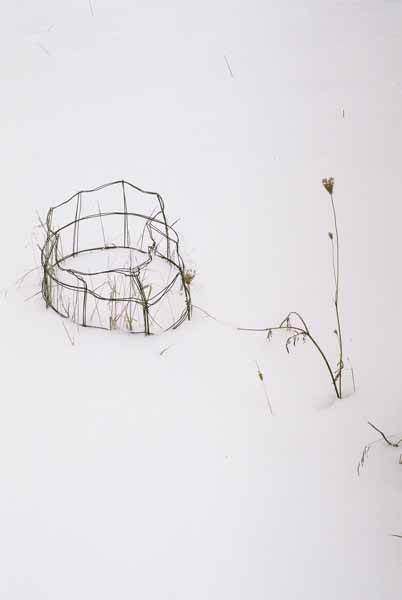 Mum's Tomato Cages 1130