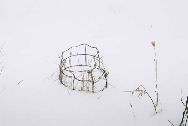 Mum's Tomato Cages 1131