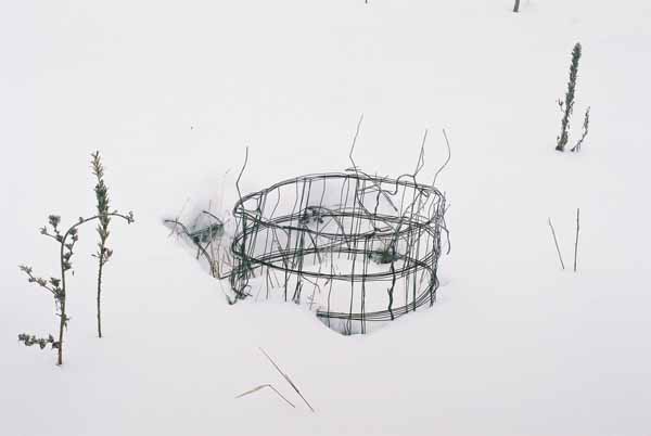 Mum's Tomato Cages 1132