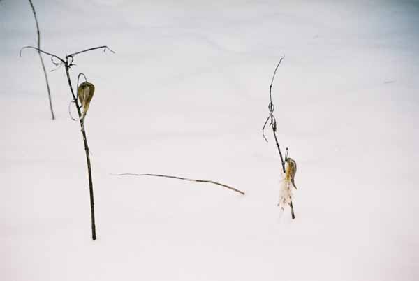 Seed Pods 1134