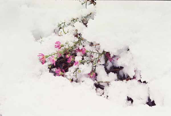 Pink Asters in the Snow 1135