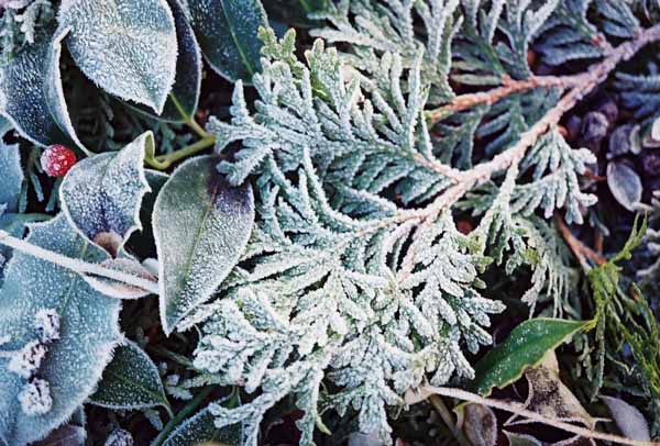 Christmas Frost 1137