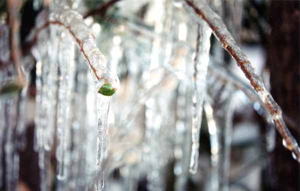 Winter Jewels 1139