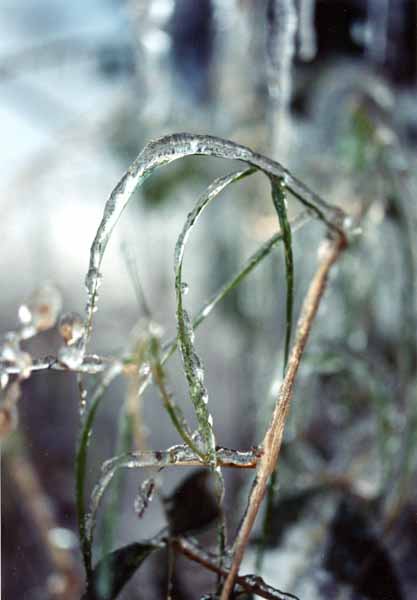 Winter Jewels 1140