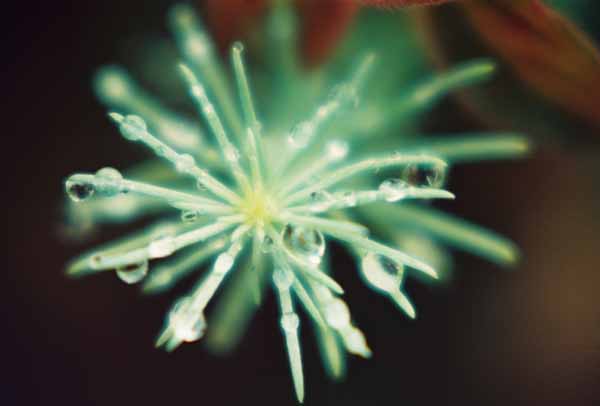 Winter Jewels 1141