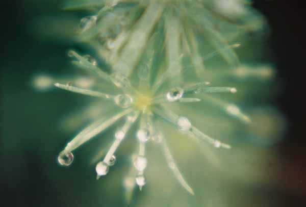 Winter Jewels 1143