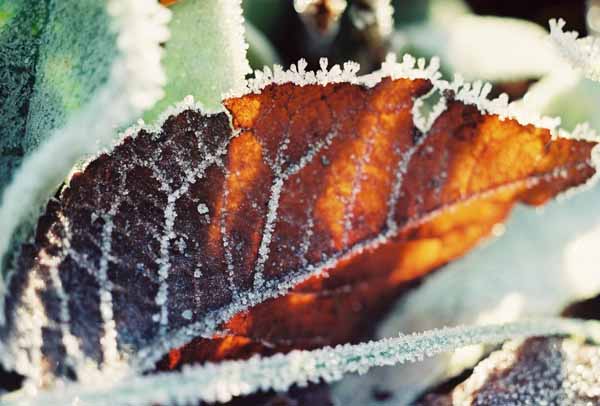 Winter Jewels 1144
