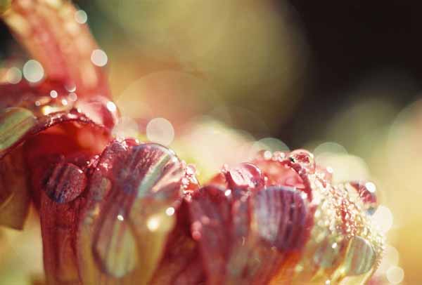 Winter Jewels 1145