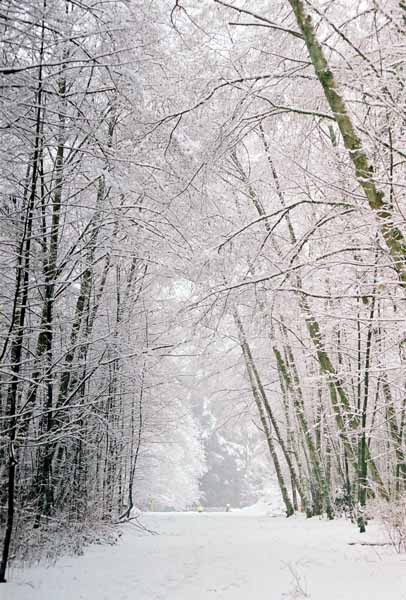 Pacific Spirit Park 1155