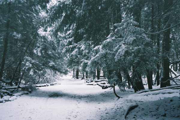 Pacific Spirit Park 1158