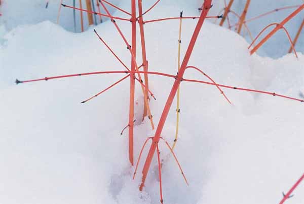 Red Branches in Snow 1160