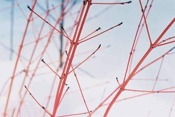 Red Branches in Snow 1161