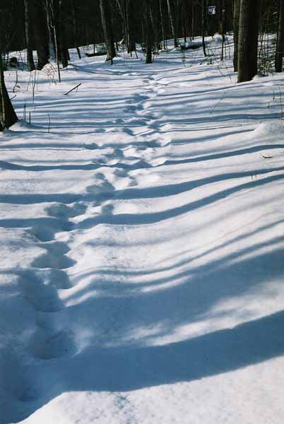 Footsteps in Snow 1165