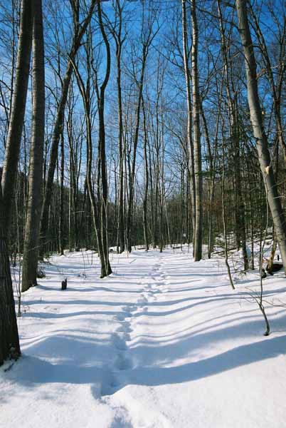 Footsteps in Snow 1166