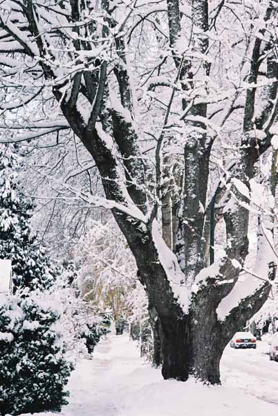 Trees in Snow 1167