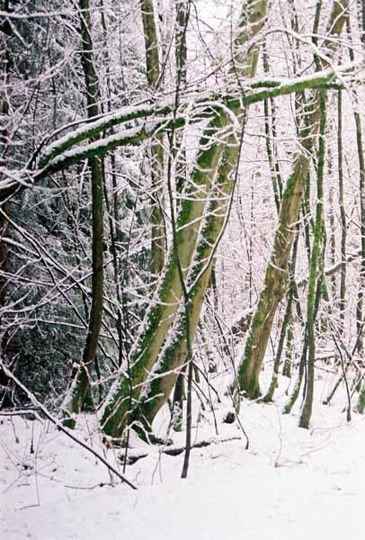 Pacific Sp[irit Park 1172