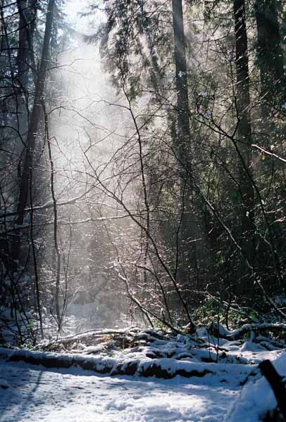 Pacific Spirit Park 1177