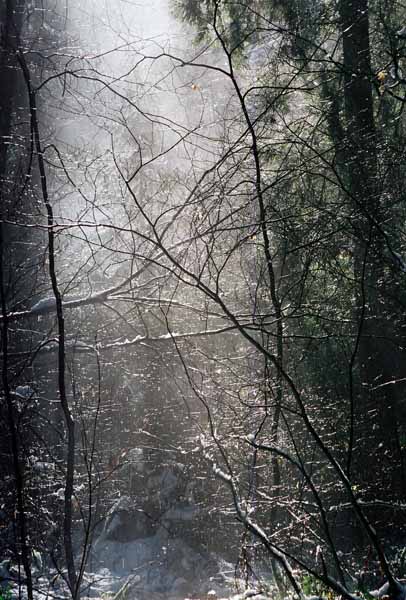 Pacific Spirit Park 1178