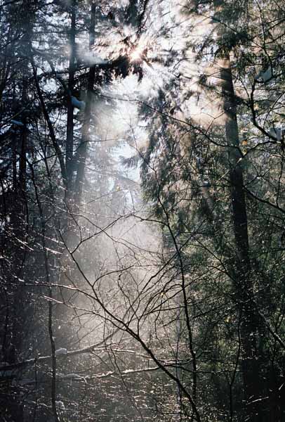 Pacific Spirit Park 1179