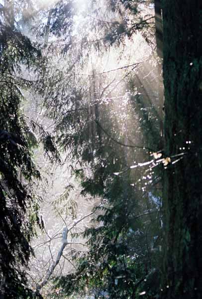 Pacific Spirit Park 1180