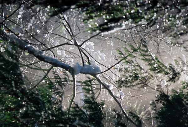 Pacific Spirit Park 1181