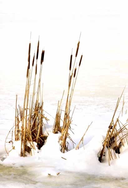 Reeds in Snow 1183