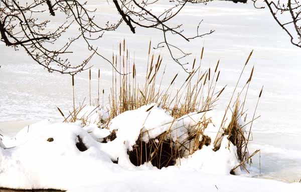 Reeds in Snow 1184