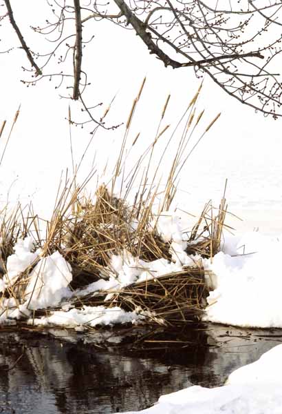 Reeds in Snow 1185