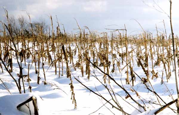 Corn Field in Snow 1186