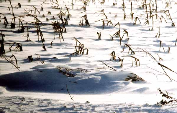 Corn Field in Snow 1187