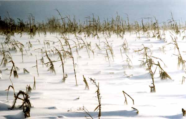 Corn Field in Snow 1188